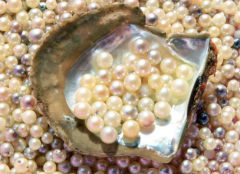 珍珠的养殖方法有哪些？人工养珠怎么分类？