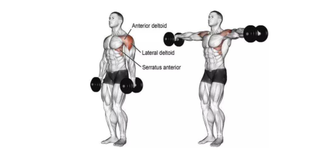 健身练肩的动作有哪些，肩部锻炼黄金动作